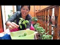 Harvest Tayo ng Basil