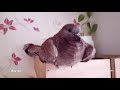 Pigeon Evolution (4K) 鴿子生命週期 + How Pigeons Feed A New Born