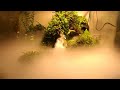 Paludarium - Mist in Wild Forest with 