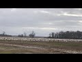 Snow Geese