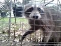 Raccoon