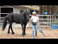 How to teach our horses to allow having their face touched.