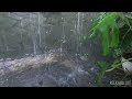 RAIN AND THUNDERSTORM SOUNDS FOR SLEEPING, STUDYING AND RELAXING- FALL ASLEEP WITH HEAVY RAIN #rain