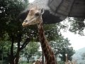 China Tour -- Life In Guangzhou -- Wildlife Park -- Part 19