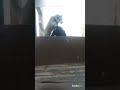 Найт трюкачит😉🐾 Compilation: Mr. Knight Jumping🐾😍🎶