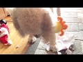Poodle Opens his Xmas Gifts!