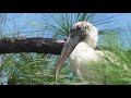 Gator Tour - Wood Stork Close-ups 8.25.19