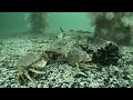 Washington State Dungeness Crab diving