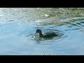 A young hooded merganser rest in a pond after fishing