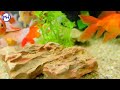 Low cost and beautiful fish tank from styrofoam sheet