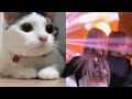 고양이 vs 윈터