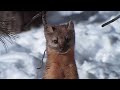 Wild America | S4 E10 Weasels Sleek & Savage Part 2 | Full Episode HD