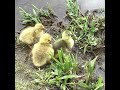 Goslings on mill pond