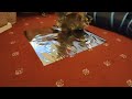 Penny Vs New Playmat