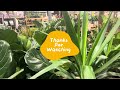 Quick Tour Home Depot Plants:#plants #houseplants #plantdecor