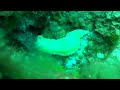 Nudi Tossa de Mar Perduts 2019 Raya´s Diving