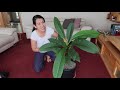 Plumeria. growing indoors | Radicchio Repotting | Clematis Pruning