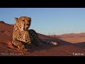 Africa's Animals 4K - Scenic Wildlife Film With Inspiring Music