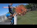 BIG CRAB CATCH | Catching heaps of MUD CRABS | Cooking Crabs