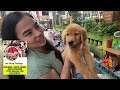 PATI GIANT POODLE BAGSAK PRESYO NA SA PATEROS PET MARKET! MAY PA FREE WOOLY PA!