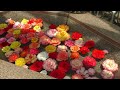 【バラ】と【スイレン】神代植物公園(Vlog東京) Tokyo-Japan 【4K】
