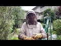 AFRICANIZED Live Bee Removal!