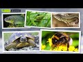 All About Hibernation - Animals for Kids - Educational Video