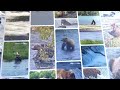 Sisters 909 & 910 Unique Relationship | Memorable Moments in Bear Cam History