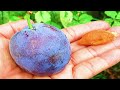 JAPANESE VARIOUS COLORS PLUM FRUIT || PRUNE FRUIT ||  আলুবোখারা ফল ||