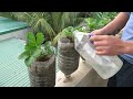 Growing Strawberries in Plastic Bottles - Surprising Results!