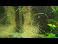 Make Aquarium Hanging Filter From Plastic Container