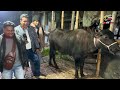 মাংস ব্যবসায়ী আকরাম ভাই আজকে কত দামে গরু কিনছে? cow price in Bangladesh