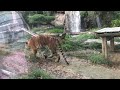 Siberian tigers in everland