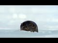 Polar bear cub is surprised by a seal - Snow Bears: Preview - BBC One