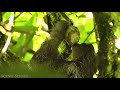 Jungle Sounds of The Amazon Rain Forest