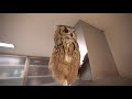 Owl enjoys stay home with his owner