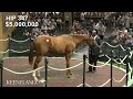 Hip 347, Curlin - Cavorting sells for $5 million at 2024 Keeneland September