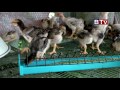 AGRICULTURE: ChickenKeeping Technique in Farm228  -break.03
