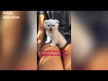 Taylor Swift's cats - Funny Moments // Instagram Stories