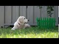 happy life of pets beautiful well groomed thoroughbred dog resting on the grass in the c