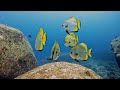 Diving the Andaman Sea of Thailand November 2022 by Jukka