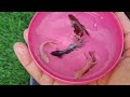 Unboxing ikan hias, ikan cupang, ikan mas koi, ikan guppy, ikan mas koki, kura kura brazil, kepiting