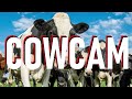 INCOMING: CowCam