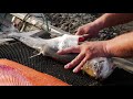 How To KILL A Fish - FASTEST & Most HUMANE WAY! (Bonus Gut & Fillet HOW TO)