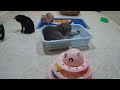 Trending Funny Animals 2024😺Funniest Dogs and Cats😼