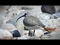 Ibisbill  (ibidorhynchu struthersii  38-41 cm)West Kameng Arunachal Pradesh. at Rupa 🤗🙏🙏