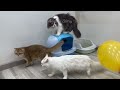 New Funny Animals 😂 Funniest Cats and Dogs Videos 😺🐶 Part 20