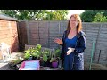 What To Sow In June - Allotment Gardening For Beginners UK