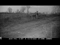two doe at dusk black and white