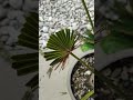 Palmen Blatt Blätter Formschnitt Rückschnitt Schnitt Chinesische Hanfpalme Trachycarpus fortunei